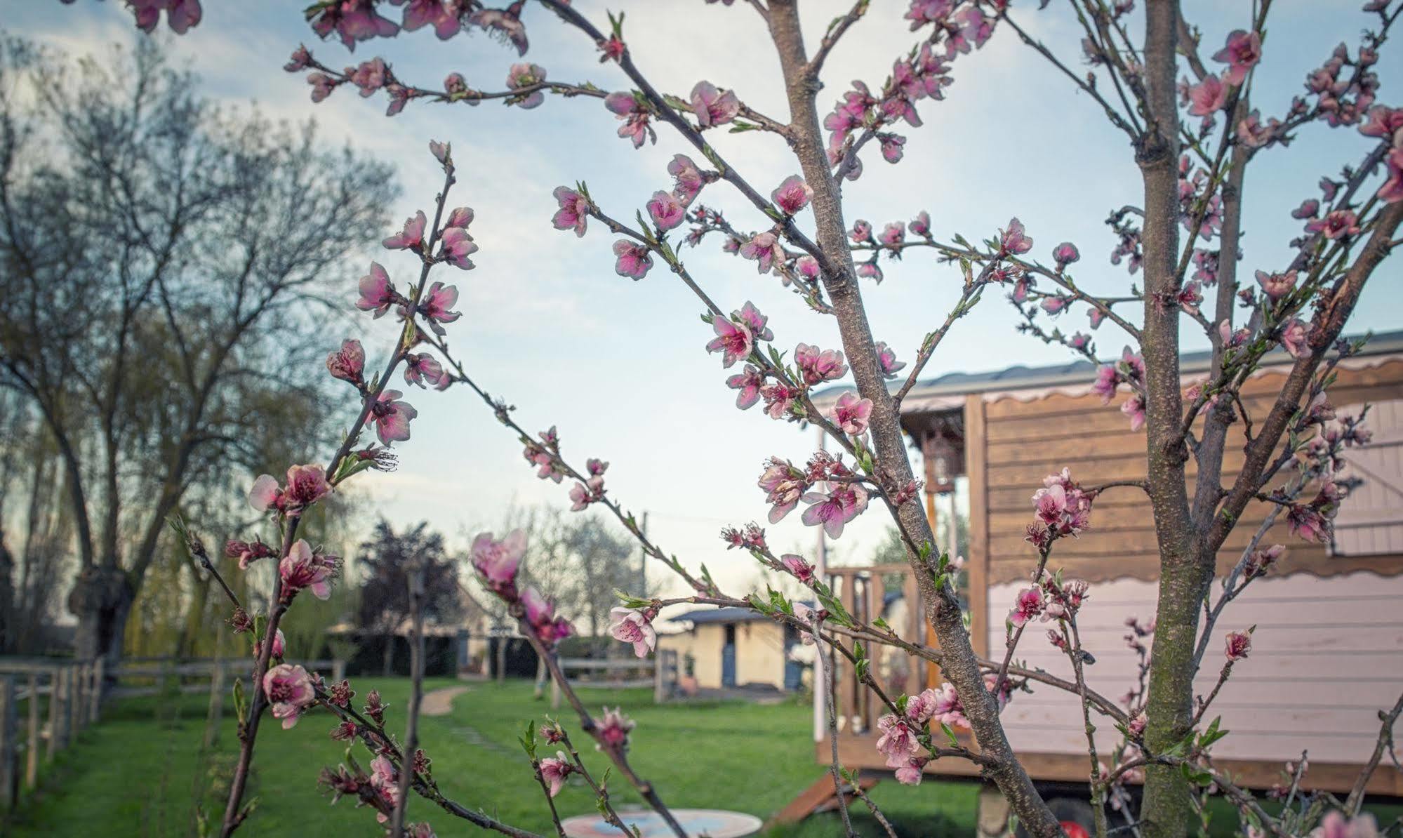 Les Roulottes De La Brauderie Villa Brissarthe ภายนอก รูปภาพ